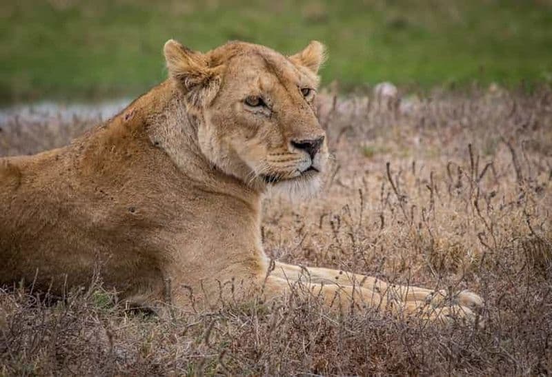 Billet Tanzanie : Safari de 3 jours au parc national de Mikumi et à la culture Masai