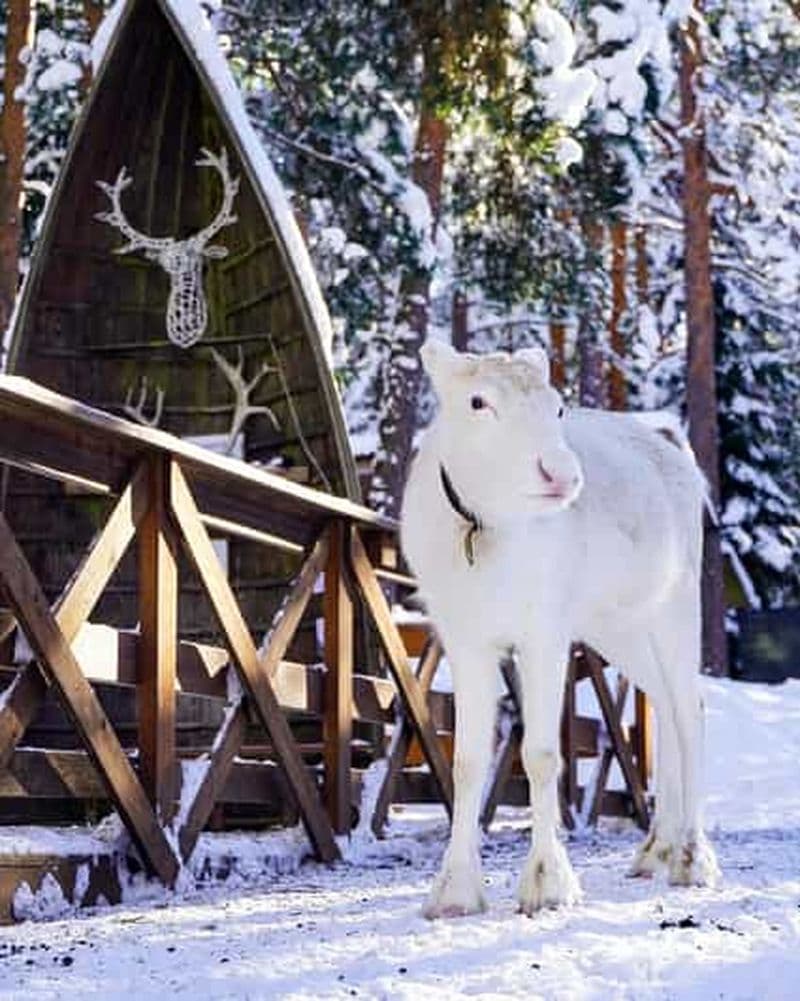 Safari privé au parc des rennes d'Helsinki