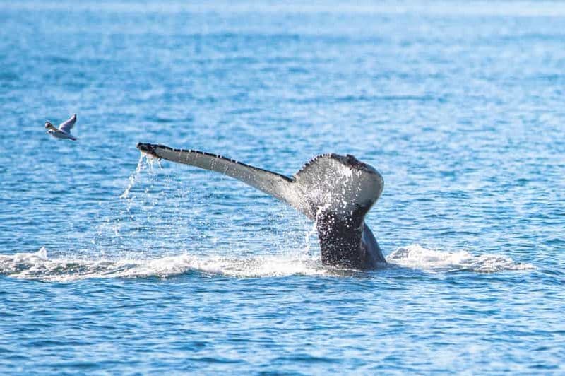 Billet Akureyri : excursion d'observation des baleines avec transfert depuis le port