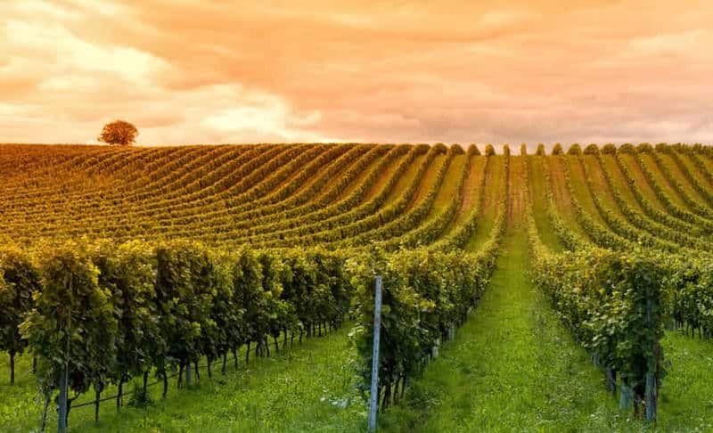 Billet Mendoza : Visite en petit groupe de vignobles avec dégustation et déjeuner