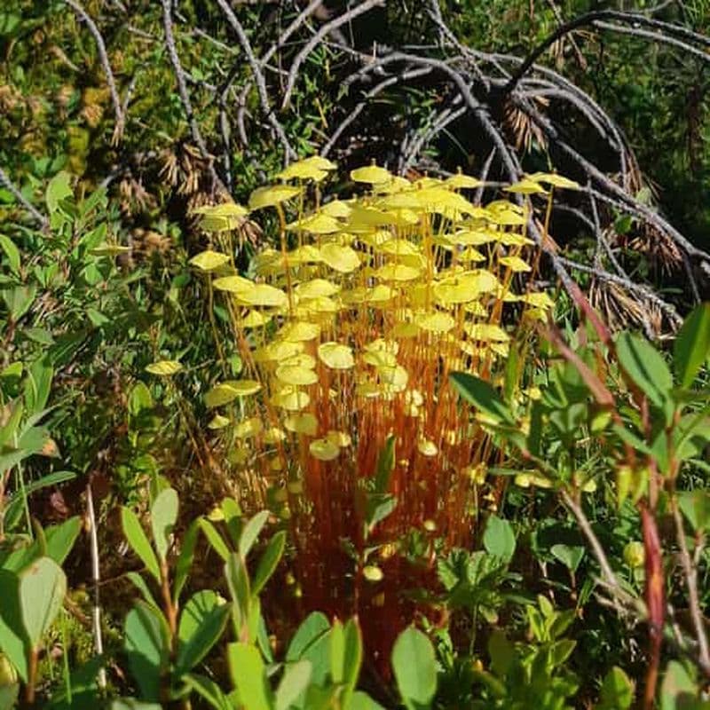 Levi : Promenade dans la nature avec des oiseaux, des animaux et des plantes