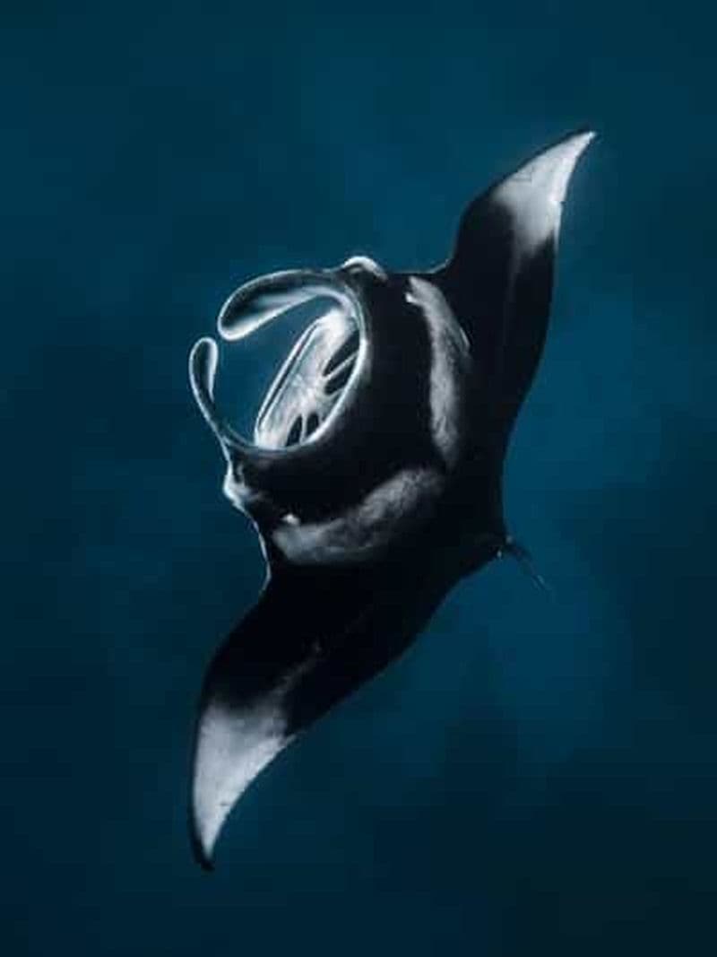 Nusa Penida : plongée avec tuba dans 3 sites avec GoPro et excursion en paddle dans la mangrove