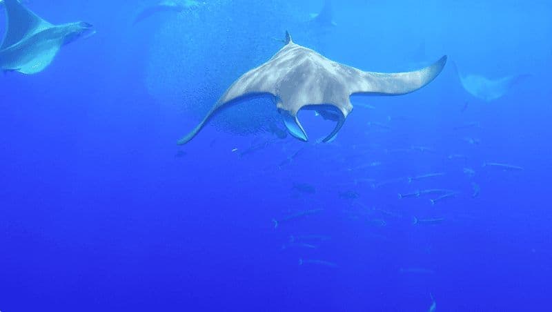 Plongée en apnée avec des mantas dans le Princess Alice Bank