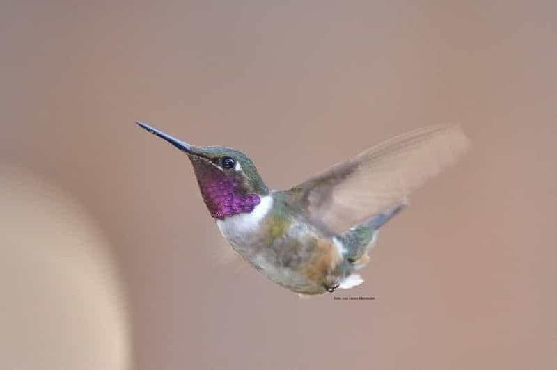 São Paulo : Excursion d'une journée pour l'observation des oiseaux à Monte Alegre do Sul