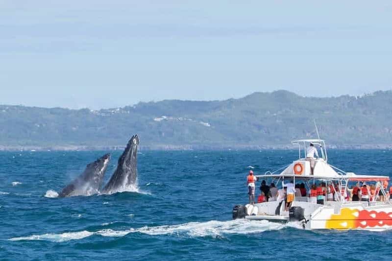 Samana : expérience d'observation des baleines dans la baie de Samana