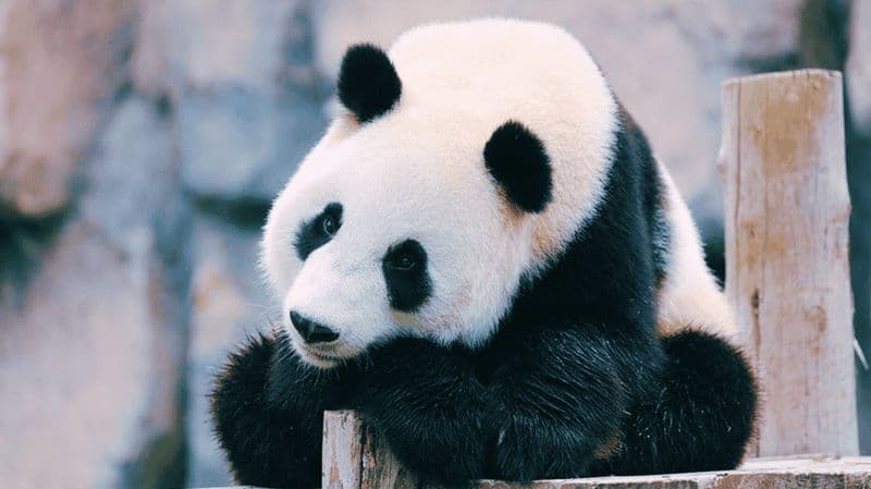 Billet Shanghai : Billet pour le parc des animaux sauvages