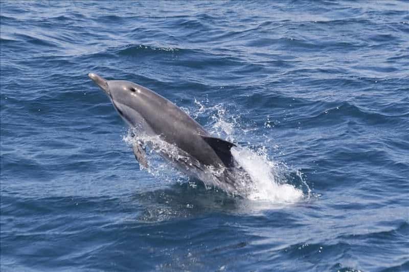 Excursion d'une journée à Séville pour observer les dauphins de Gibraltar