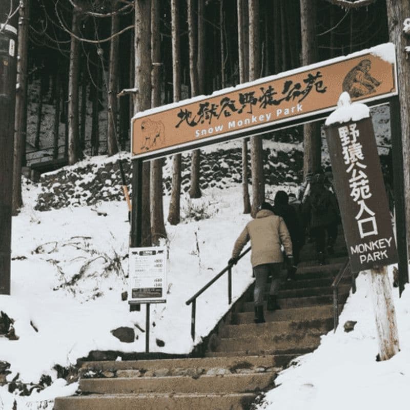 Billet Depuis Tokyo : visite privée du parc des singes des neiges et du temple Zenko-ji