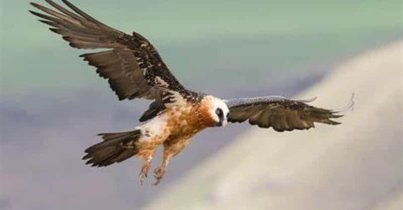 Excursions d'observation des oiseaux dans les montagnes du Simien et au lac Tana