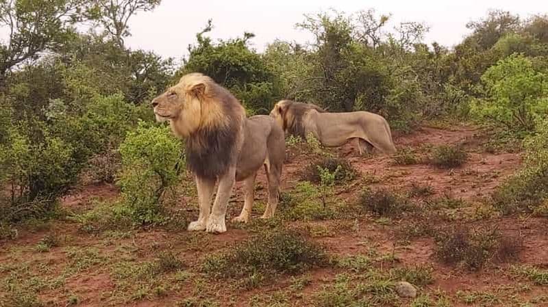 Billet Schotia : safari en Jeep décapotable - visite d'une journée avec prise en charge au port