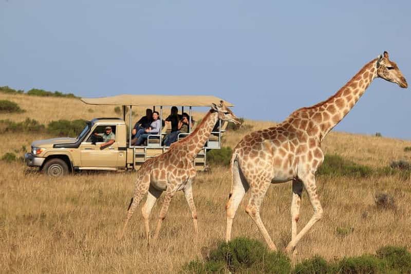 Billet Au départ du Cap : circuit de 3 jours sur la Garden Route et safari en 4x4