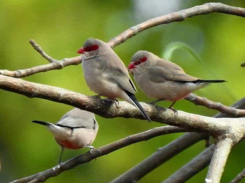 Billet Observation des oiseaux autour de Nianing et tour en bateau dans le delta du Saloum
