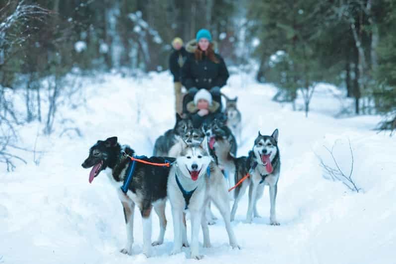 Billet Sirkka : promenade en traîneau à chiens à Levi, à 2 km ou 5 km de Levi