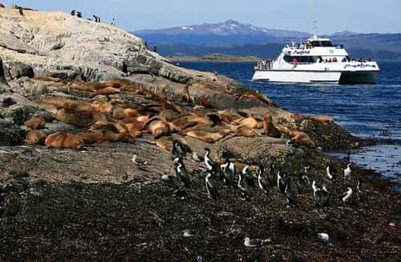 Circuit en catamaran sur le canal de Beagle et les lions de mer