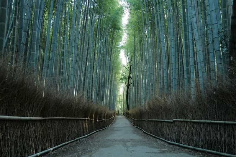 Kyoto : Randonnée dans la forêt de bambous d'Arashiyama