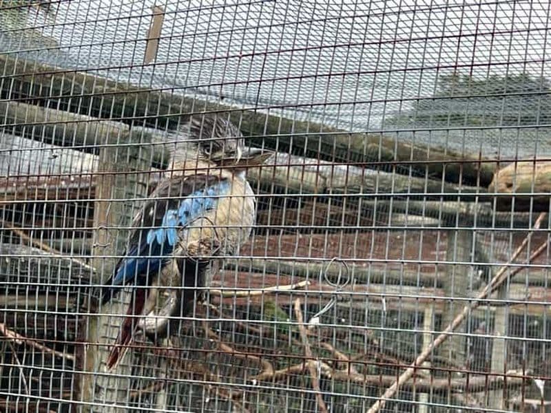 Billet Cape Town : visite privée du monde des oiseaux avec plus de 3000 oiseaux.