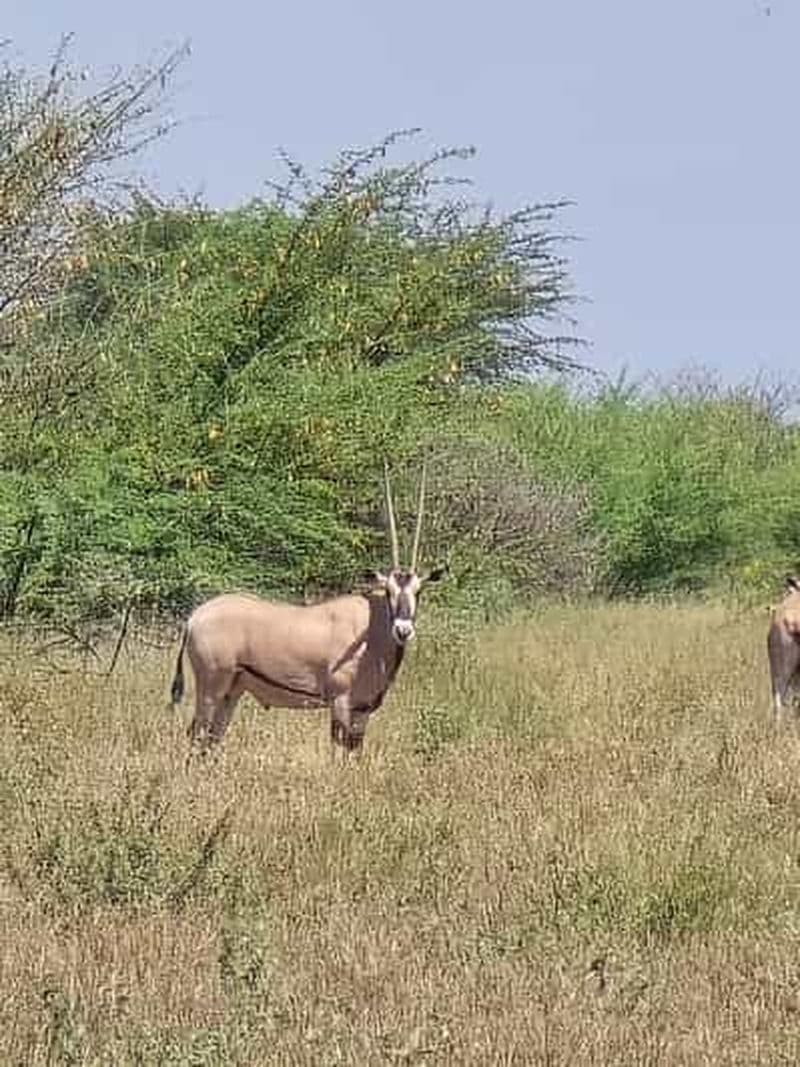 2 jours d'observation de la faune et des oiseaux dans le parc national d'Awash
