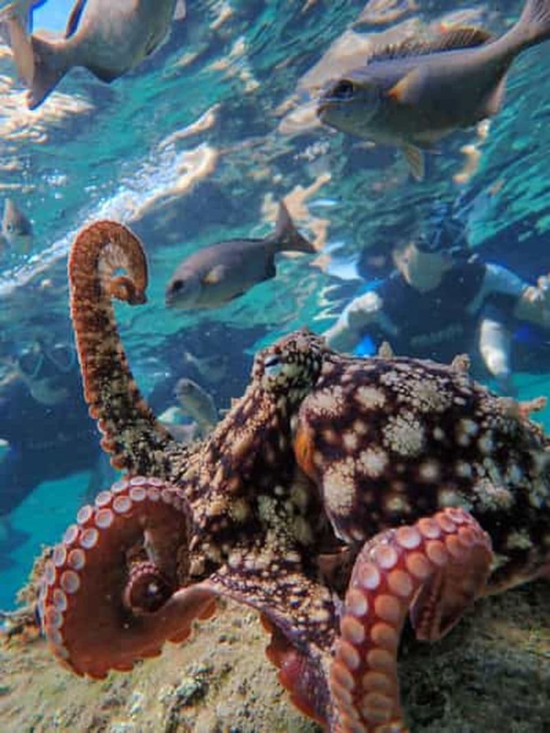 Porto Santo : Visite guidée de plongée en apnée dans des eaux protégées