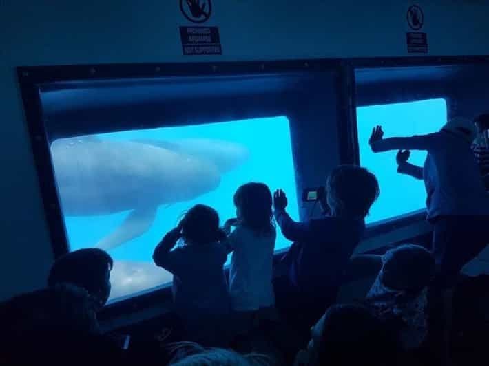 Billet Observation des dauphins et journée plage à Tarifa depuis Séville