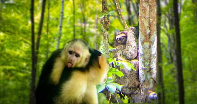 Billet Panama : Visite de l'habitat des singes et des paresseux dans la jungle de Panama