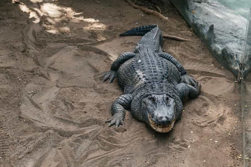 Billet Agüimes : billet d'entrée au zoo du parc Cocodrilo