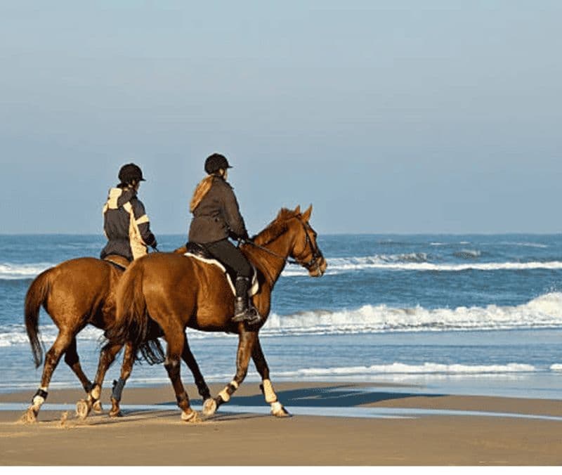 Doha : promenade à cheval en bord de mer et dans le désert avec prise en charge