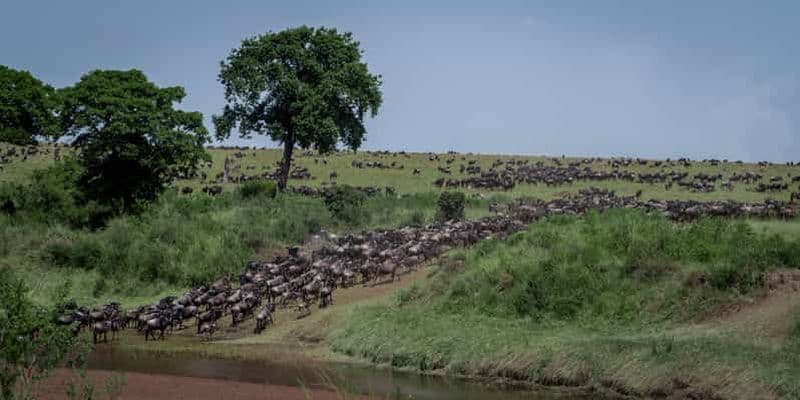 Billet Visite du Parc National du Serengeti et du Cratère du Ngorongoro au départ d'Arusha