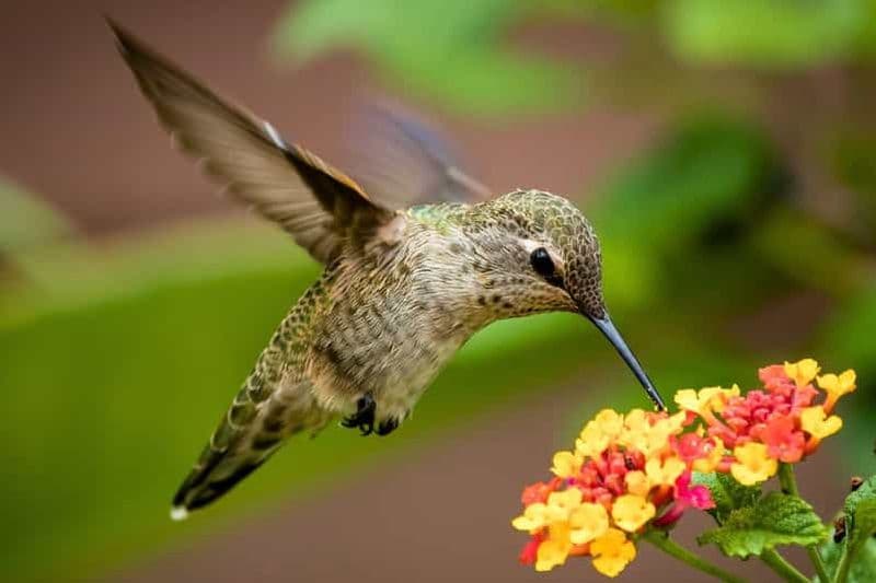 Observation des oiseaux à Cusco || Visite de l'observatoire des colibris ||