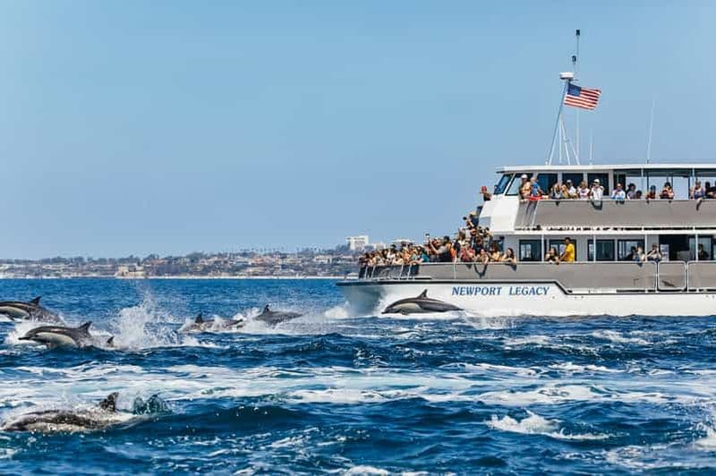Newport Beach : 2 heures d'observation des baleines