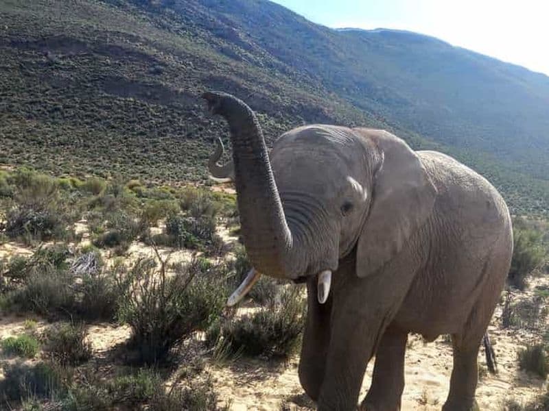 Billet Au départ du Cap : safari dans la réserve d'Aquila avec déjeuner