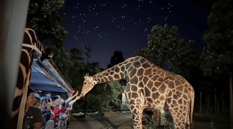 Chiang Mai : Billet pour le Safari de Nuit avec Transfert Privé depuis votre Hôtel