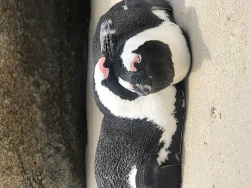 Billet Excursion d'une journée à la pointe du Cap et à Penquin