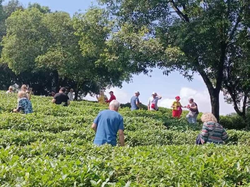 Guilin : visite citadine, colline de l'éléphant et dégustation de thé Ming