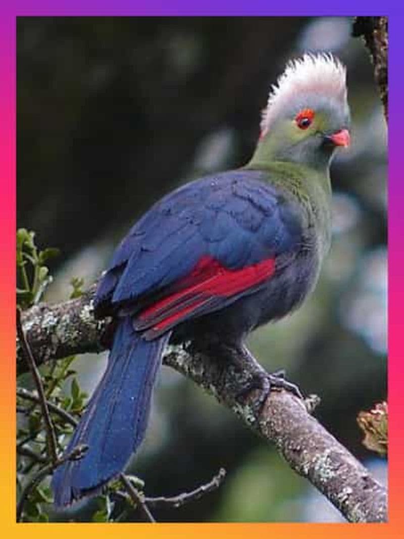 Addis-Abeba : Circuit de 10 jours pour l'observation des oiseaux endémiques d'Éthiopie