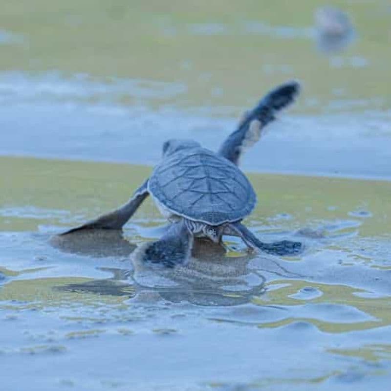 Observation nocturne des tortues et plongée avec tuba dans les coraux à Con Dao