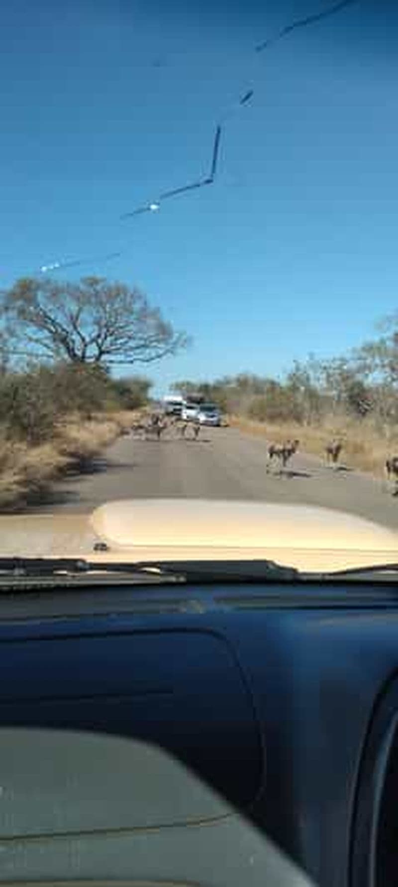 Billet 5 jours et 4 nuits de safari à Madikwe et Pilanersbeg