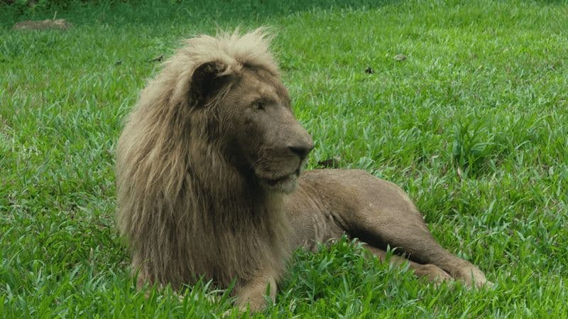 Safari à Cebu : Découvrez la faune de près