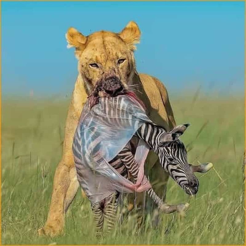 Billet Au départ d'Arusha : circuit de 2 jours au lac Manyara et au cratère du Ngorongoro