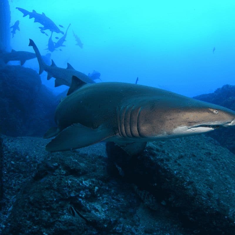 Bondi : Plongée avec les requins à Bushrangers Bay pour les plongeurs certifiés