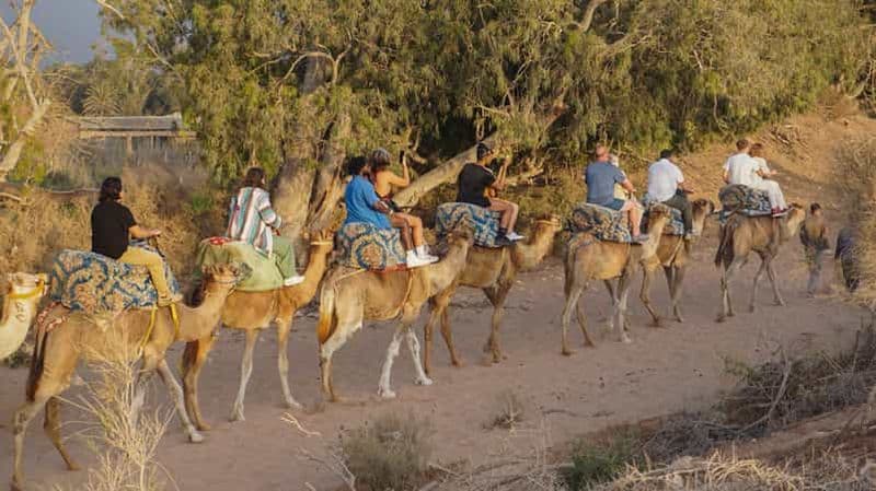 Billet Agadir/Taghazout : Balade à dos de chameau avec boisson au thé et transferts.
