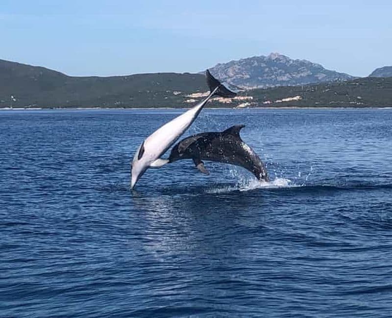 Golfo Aranci : excursion écologique en bateau pour observer les dauphins
