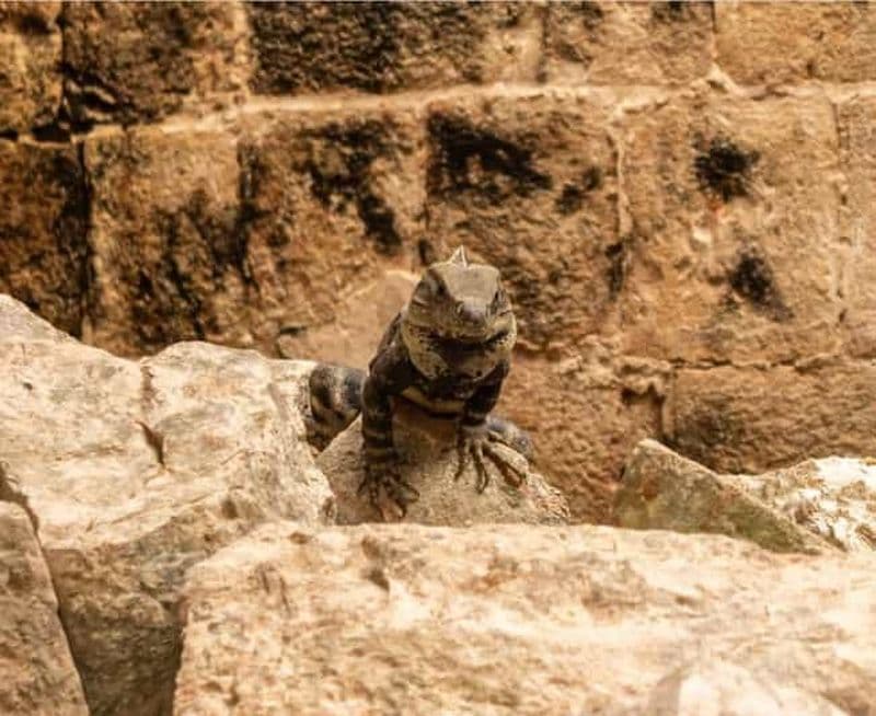 Billet Visite guidée d'Uxmal et des étonnants cénotes avec déjeuner au départ de Mérida.