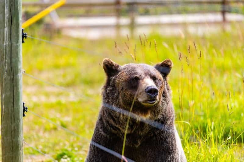 Billet Banff : Visite du refuge du Grizzly Bear avec déjeuner