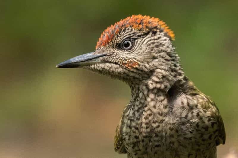 Monferrato : expérience d'observation des oiseaux et de photographie de la faune sauvage