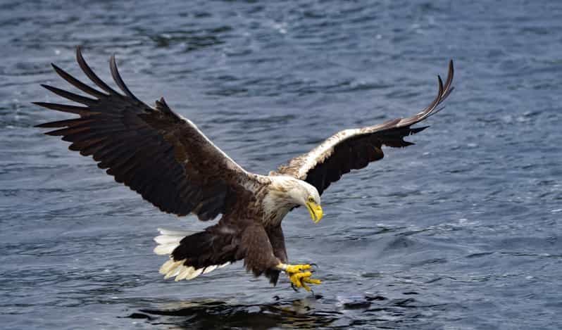 Glenfinnan : croisière sur le Loch Shiel Glenfinnan jusqu'à la région de Gaskan