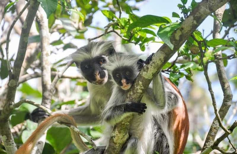 Billet Zanzibar : forêt de Jozani, ferme aux épices, visite privative de Stone Town