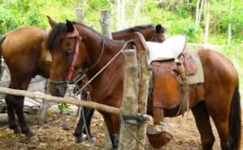 Billet Balade à cheval à Roatan et plage