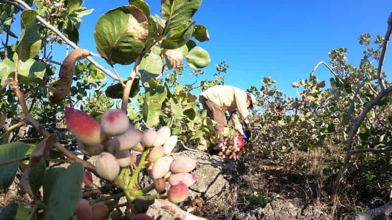 Billet Visite guidée entre la pistache de Bronte et les vins de l'Etna