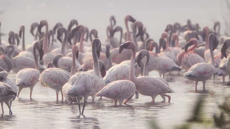 Navi Mumbai : promenade à la découverte des flamants roses dans la zone d'observation des oiseaux T.S. Chanakya