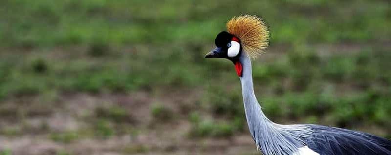 Billet Au départ de Dar es Salaam : circuit de 5 jours dans le parc national de Gombe
